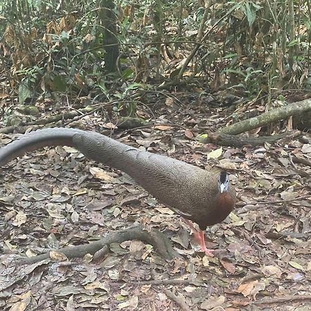 Umiyuki Jungle Tour Only Treking With As Hotel Букит Лаванг Екстериор снимка