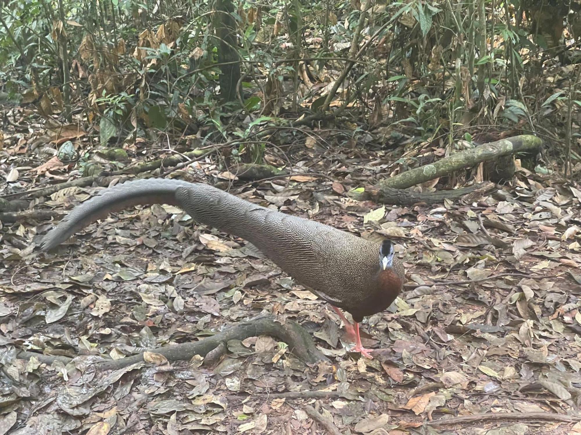 Umiyuki Jungle Tour Only Treking With As Hotel Букит Лаванг Екстериор снимка