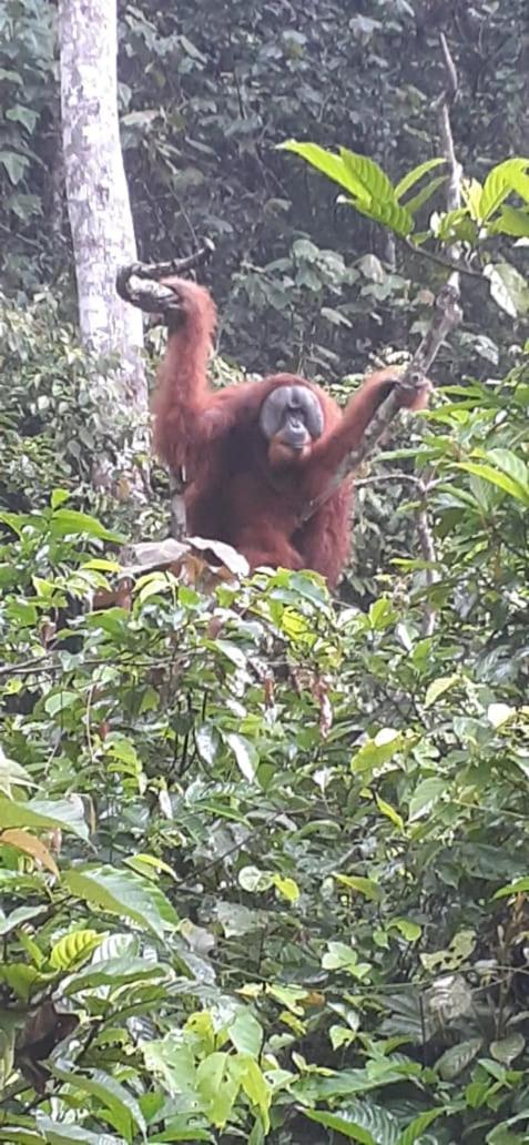 Umiyuki Jungle Tour Only Treking With As Hotel Букит Лаванг Екстериор снимка
