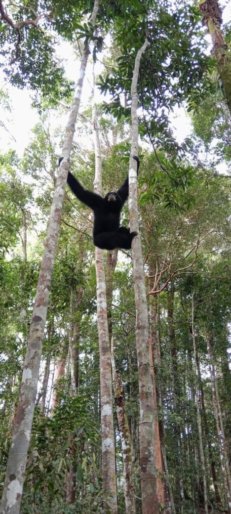 Umiyuki Jungle Tour Only Treking With As Hotel Букит Лаванг Екстериор снимка