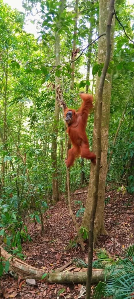 Umiyuki Jungle Tour Only Treking With As Hotel Букит Лаванг Екстериор снимка